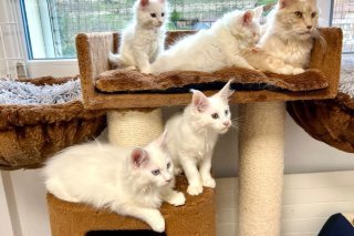 Les chats secourus par l'association sédunoise se trouvent désormais en sécurité.